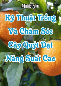 Kỹ Thuật Trồng Và Chăm Sóc Cây Quýt Đạt Năng Suất Cao