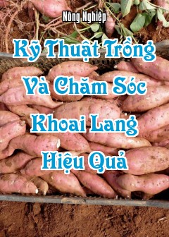 Ảnh Kỹ Thuật Trồng Và Chăm Sóc Khoai Lang Hiệu Quả