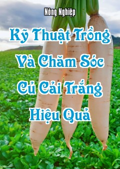 Kỹ Thuật Trồng Và Chăm Sóc Củ Cải Trắng Hiệu Quả