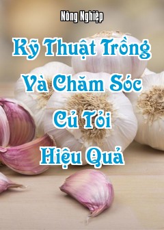 Kỹ Thuật Trồng Và Chăm Sóc Củ Tỏi Hiệu Quả