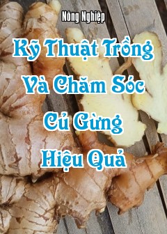 Kỹ Thuật Trồng Và Chăm Sóc Củ Gừng Hiệu Quả