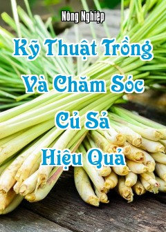 Kỹ Thuật Trồng Và Chăm Sóc Củ Sả Hiệu Quả