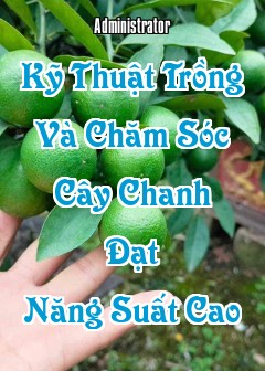 Kỹ Thuật Trồng Và Chăm Sóc Cây Chanh Đạt Năng Suất Cao