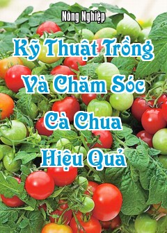 Kỹ Thuật Trồng Và Chăm Sóc Cà Chua Hiệu Quả