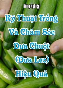Kỹ Thuật Trồng Và Chăm Sóc Dưa Chuột (Dưa Leo) Hiệu Quả
