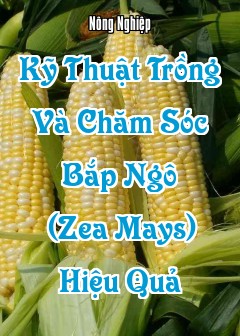 Ảnh Kỹ Thuật Trồng Và Chăm Sóc Cây Ngô (Bắp) Hiệu Quả
