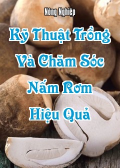 Ảnh Kỹ Thuật Trồng Và Chăm Sóc Nấm Rơm Hiệu Quả