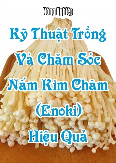Ảnh Kỹ Thuật Trồng Và Chăm Sóc Nấm Kim Châm (Enoki) Hiệu Quả