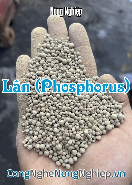 Ảnh bìa sách Lân (Phosphorus)