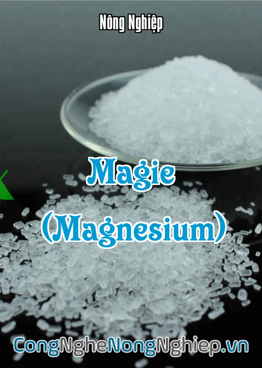 Ảnh bìa sách Magie (Magnesium)