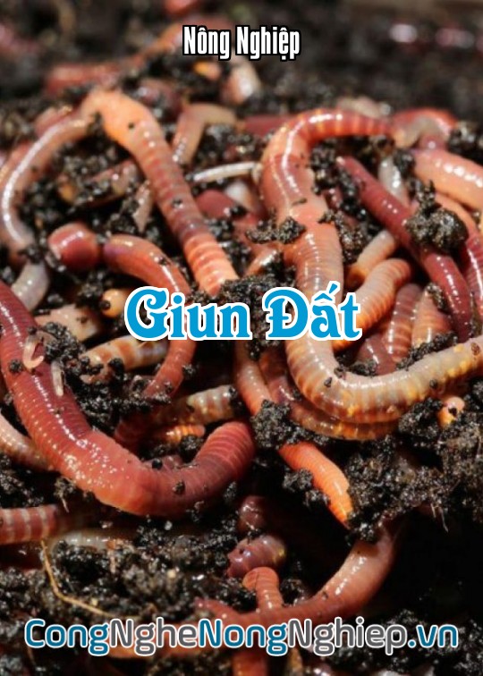 Ảnh bìa sách Giun Đất