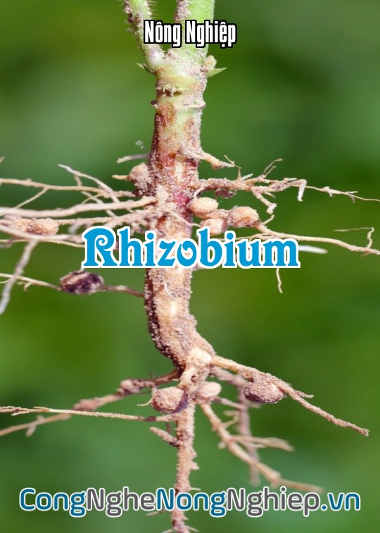 Ảnh bìa sách Rhizobium