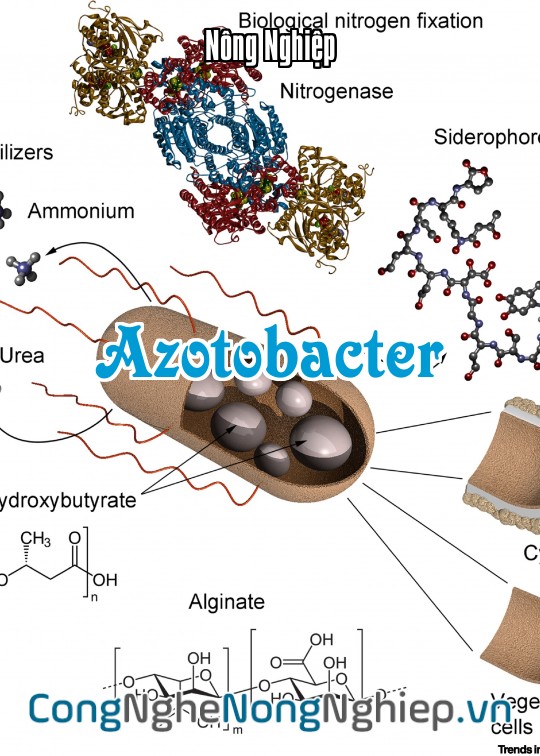 Ảnh bìa sách Azotobacter