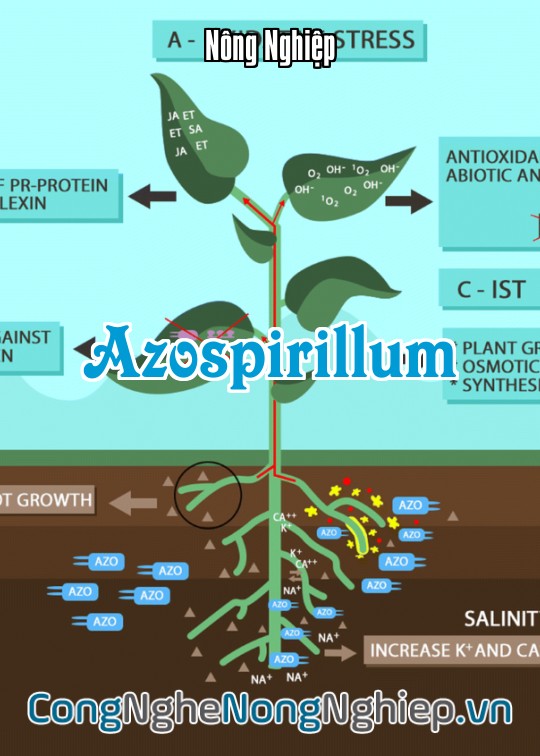 Ảnh bìa sách Azospirillum
