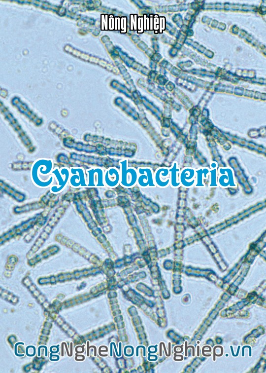 Ảnh bìa sách Cyanobacteria