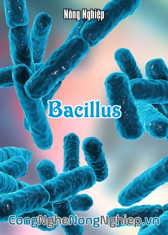 Ảnh bìa sách Bacillus