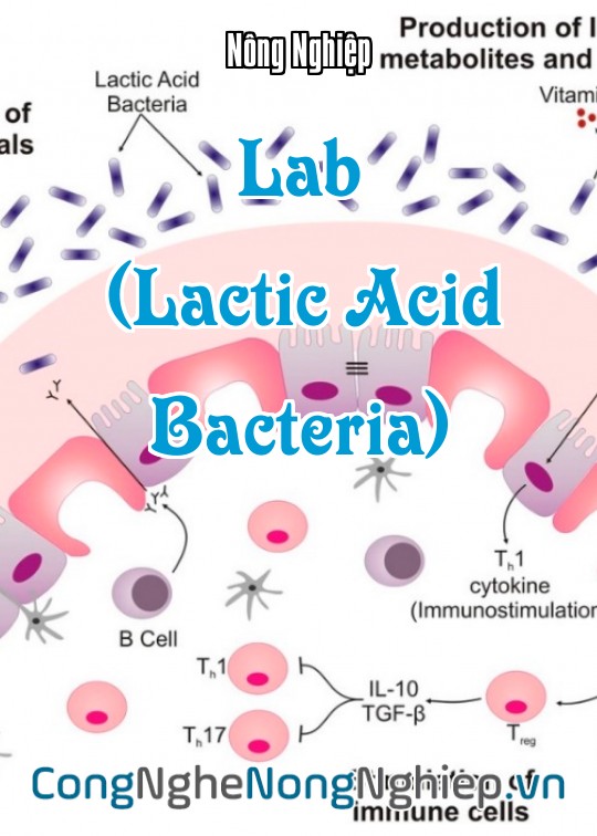Ảnh bìa sách Lab (Lactic Acid Bacteria)