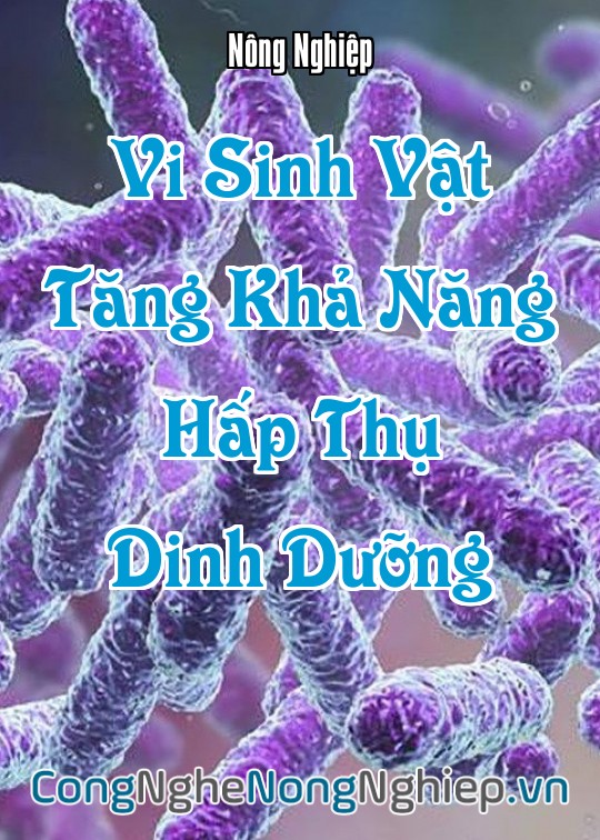 Ảnh bìa sách Vi Sinh Vật Tăng Khả Năng Hấp Thụ Dinh Dưỡng