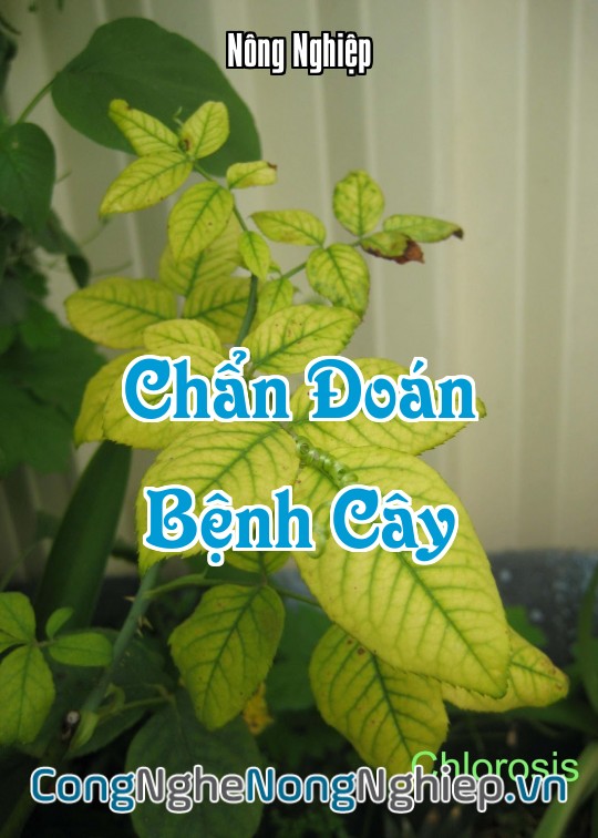 Ảnh bìa sách Chẩn Đoán Bệnh Cây