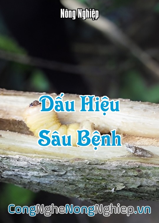 Ảnh bìa sách Dấu Hiệu Sâu Bệnh