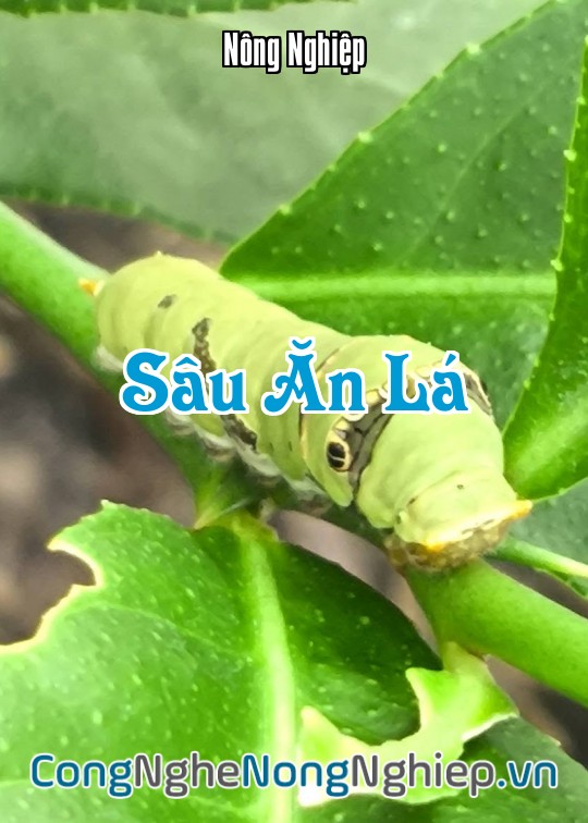 Ảnh bìa sách Sâu Ăn Lá