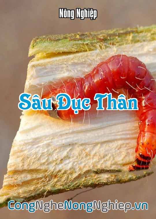 Ảnh bìa sách Sâu Đục Thân