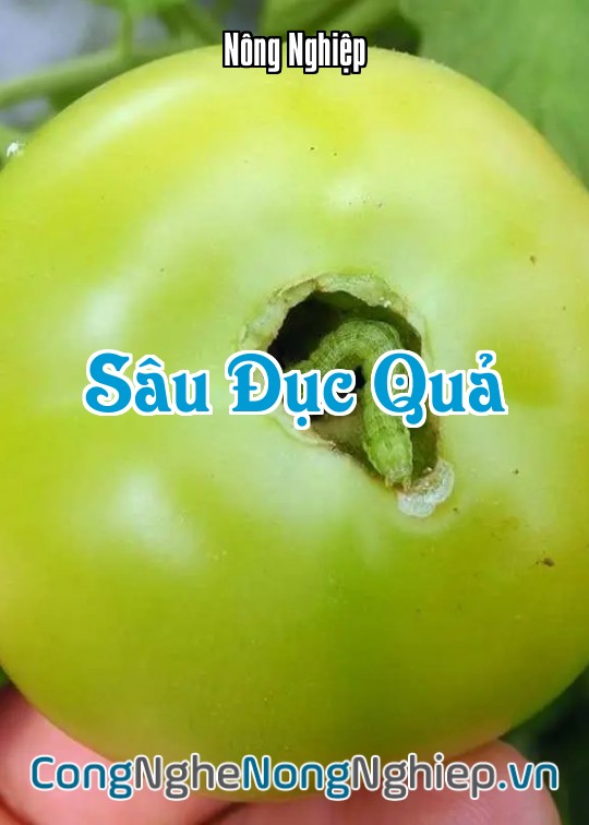 Ảnh bìa sách Sâu Đục Quả