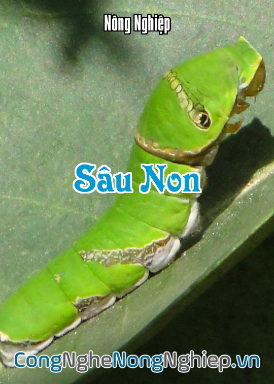 Ảnh bìa sách Sâu Non