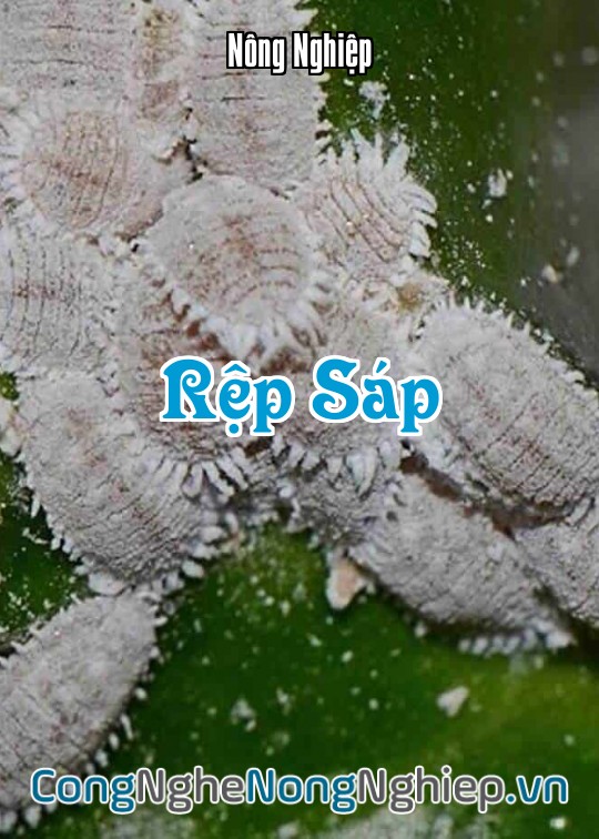 Ảnh bìa sách Rệp Sáp