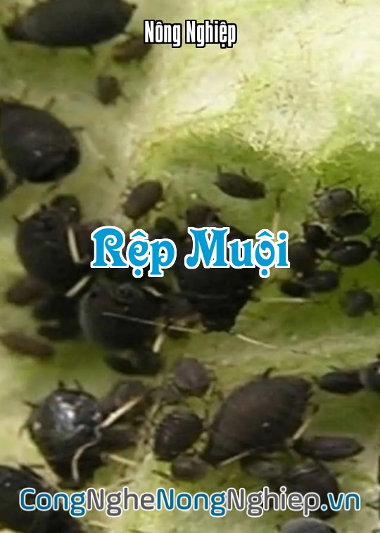 Ảnh bìa sách Rệp Muội