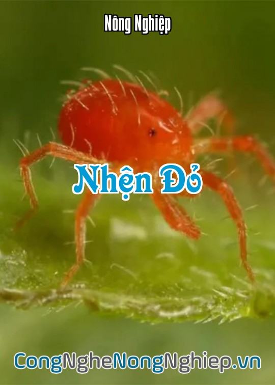Ảnh bìa sách Nhện Đỏ