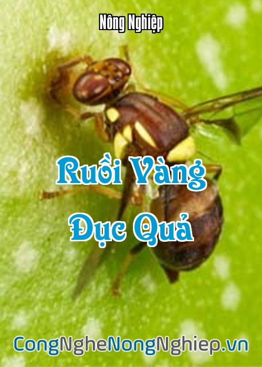 Ảnh bìa sách Ruồi Vàng Đục Quả