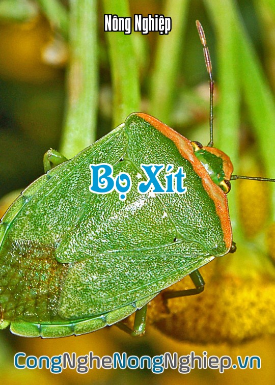 Ảnh bìa sách Bọ Xít