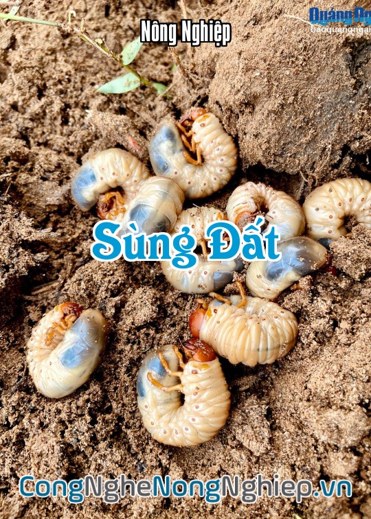 Ảnh bìa sách Sùng Đất