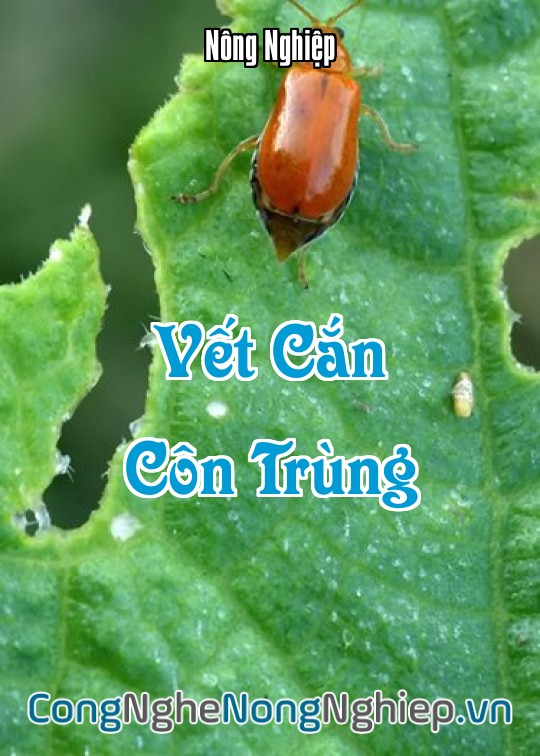 Ảnh bìa sách Vết Cắn Côn Trùng