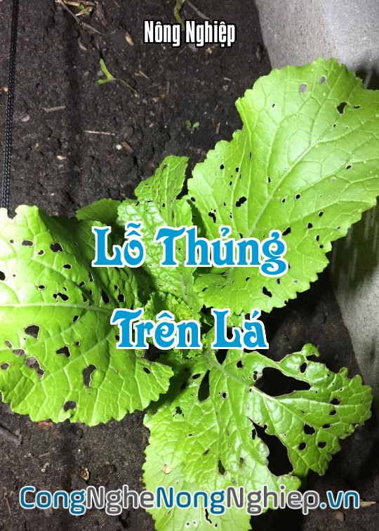 Ảnh bìa sách Lỗ Thủng Trên Lá