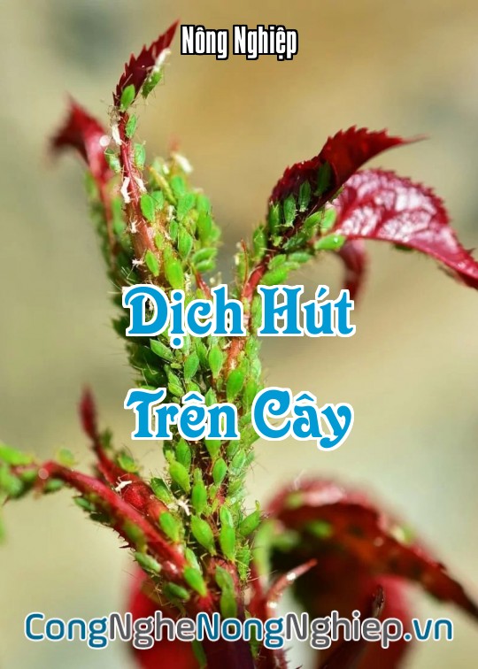 Ảnh bìa sách Dịch Hút Trên Cây