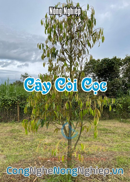 Ảnh bìa sách Cây Còi Cọc