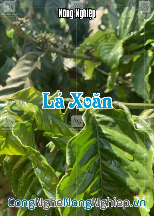 Ảnh bìa sách Lá Xoăn