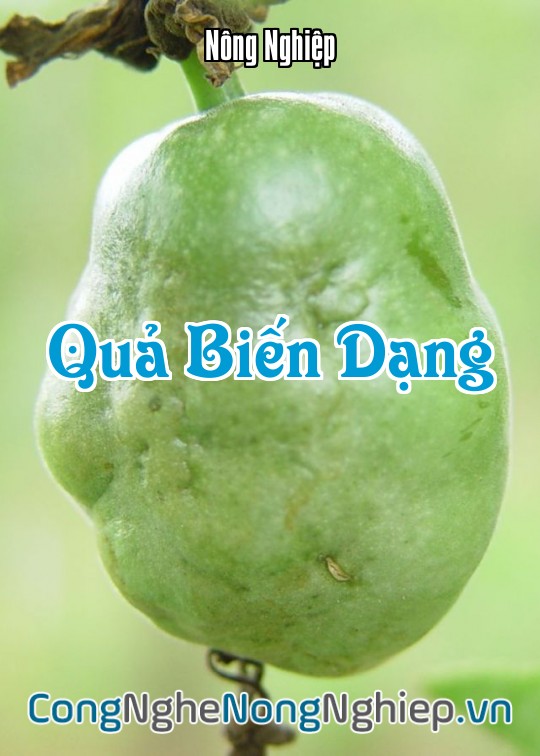 Ảnh bìa sách Quả Biến Dạng
