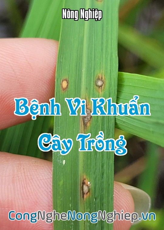 Ảnh bìa sách Bệnh Vi Khuẩn Cây Trồng