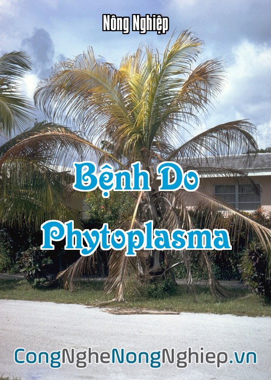 Ảnh bìa sách Bệnh Do Phytoplasma