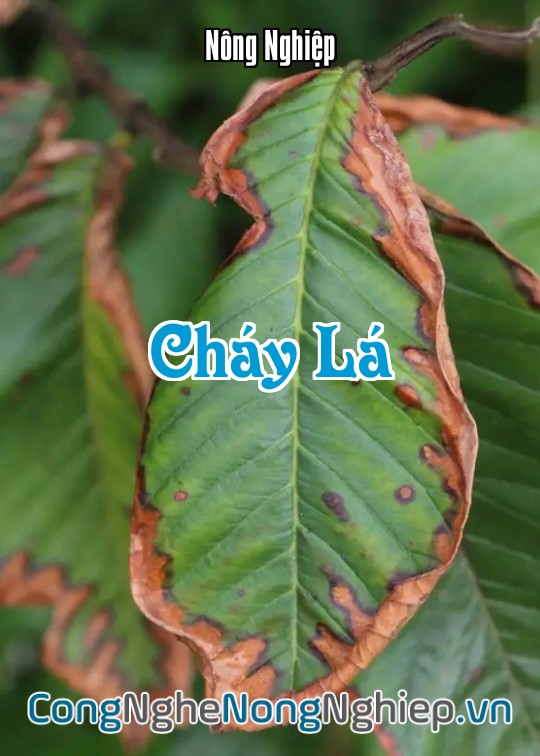 Ảnh bìa sách Cháy Lá