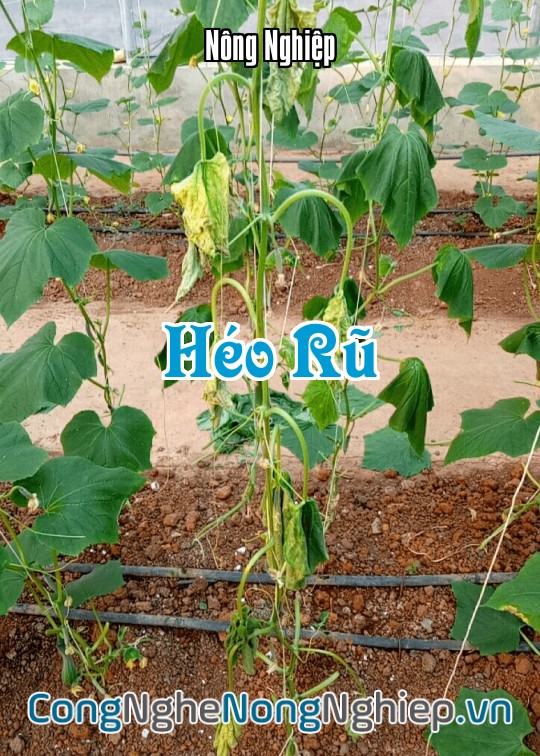 Ảnh bìa sách Héo Rũ