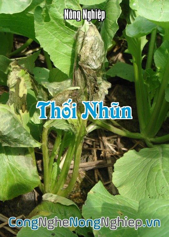 Ảnh bìa sách Thối Nhũn