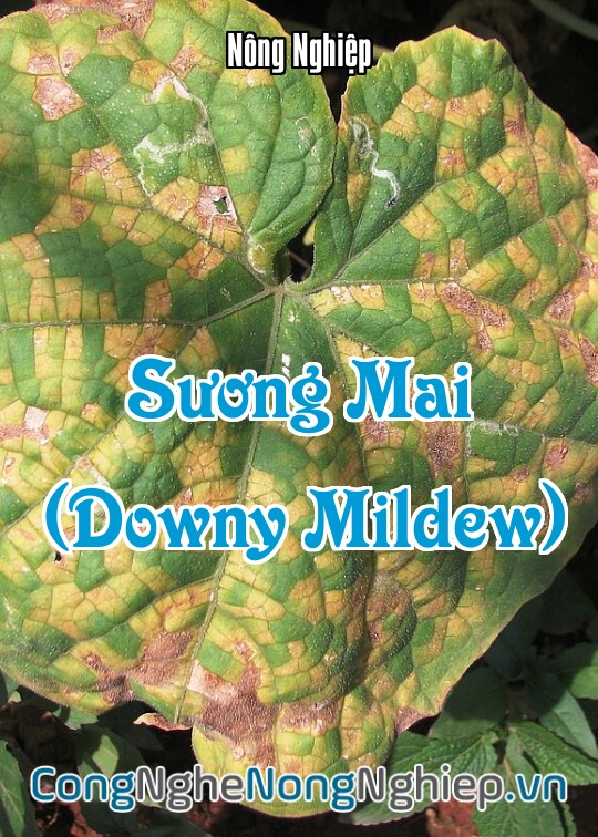 Ảnh bìa sách Sương Mai (Downy Mildew)