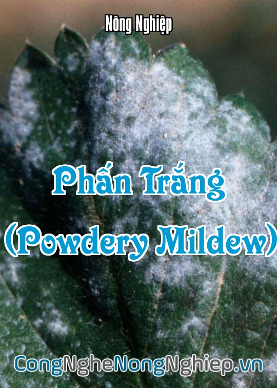 Ảnh bìa sách Phấn Trắng (Powdery Mildew)