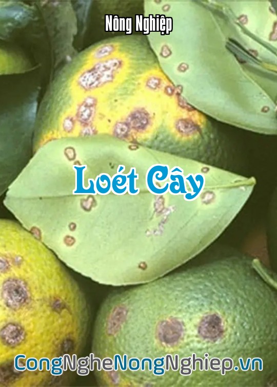 Ảnh bìa sách Loét Cây