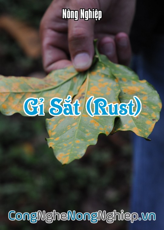 Ảnh bìa sách Gỉ Sắt (Rust)