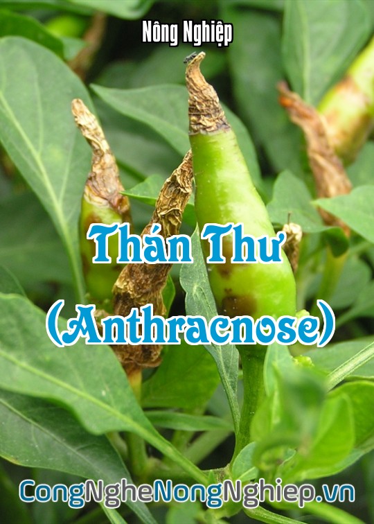 Ảnh bìa sách Thán Thư (Anthracnose)